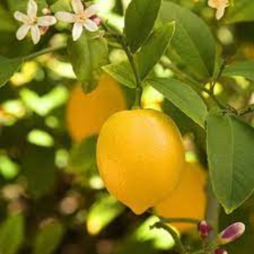 Balaji Lemon Plant Manufacturer & Supplier in India